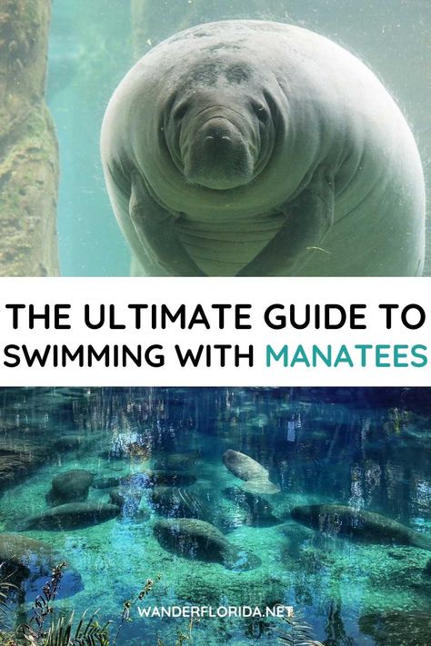 The Ultimate Guide To Swimming With Manatees In Florida (and How To Make The Most Of Your Experience) Manatees In Florida, Swimming With Manatees, Florida Activities, Manatee Florida, Usa Travel Map, Wildlife Protection, Florida Adventures, Travel Bucket List Usa, Visit Usa