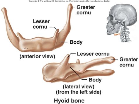 Hyoid bones : cosist of body , greater and lesser cornu(greater and lesser horns) Nursing Musculoskeletal, Homeschool Anatomy, Skeletal System Project, Hyoid Bone, Appendicular Skeleton, Comparative Anatomy, Axial Skeleton, Anatomy Head, Medical Memes