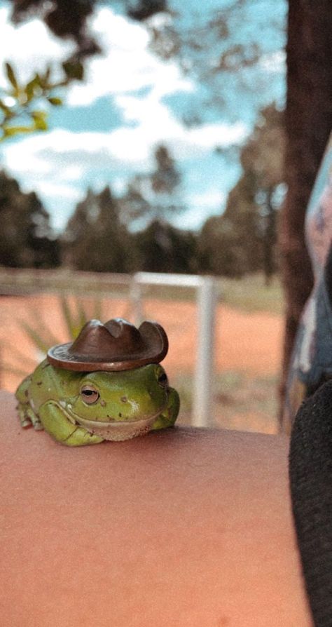 Frog In A Cowboy Hat, Small Frog, Cowboy Hat, Cowboy, A Place