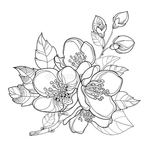 Vector branch with outline Jasmine flowers, bud and leaves isolated on white background. Floral elements for spring design. Vector branch with outline Jasmine vector illustration Jasmine Flower Drawing, Jasmine Drawing, Floral Drawings, Batik Painting, Floral Line Art, Flower Line Drawings, Flower Drawing Tutorials, Jasmine Flowers, Flower Outline