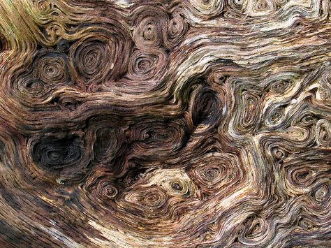 Kingley Vale, Yew Wood - Grain | Flickr - Photo Sharing! Faces In Trees, Tree Costume, Wood Objects, Red Maple Tree, Tree Story, Close Up Pics, Wood Burl, Tree Growth, Wood Trees