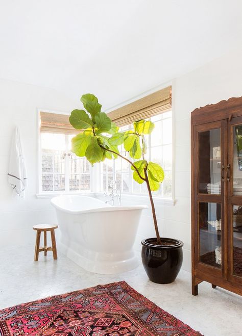 fiddle leaf fig tree Bad Inspiration, Amber Interiors, The Design Files, Bath Tub, Beautiful Bathrooms, White Bathroom, Design Layout, Amazing Bathrooms, Bathroom Inspiration