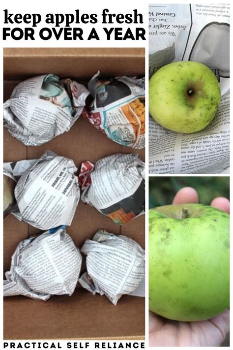 Pickle Storage Ideas, Preserved Food Storage, How To Keep Apples Fresh Longer, Storing Root Vegetables Winter, Cold Storage Organization, Off Grid Food Storage, How To Store Apples For Winter, Easy Root Cellar, Best Way To Store Apples