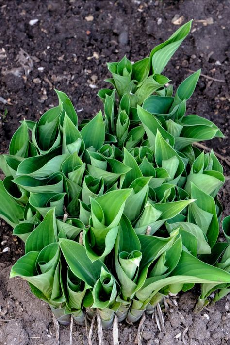 Full Sun Hostas Front Yards, Can Hostas Grow In Full Sun, Fertilizer For Hostas, Hosta Care Tips, When To Split Hostas, How To Care For Hostas, Sun Hostas, Hostas Landscaping, Curly Fries Hosta