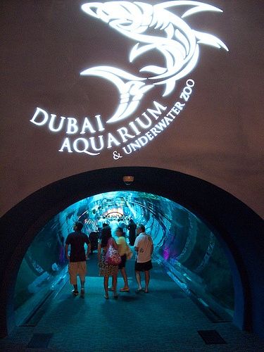 Dubai Mall Aquarium, Dubai Aquarium, Living In Dubai, Dubai City, Dubai Life, Dubai Travel, Dubai Mall, Shopping Malls, Aquariums