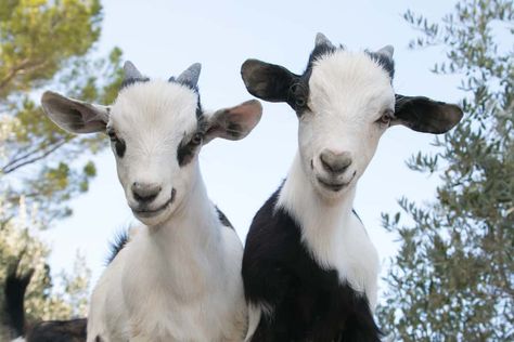 15 Best Things to Do in Hayden (Idaho) - The Crazy Tourist Goat Care, Animal Experiences, Indoor Waterpark, Dairy Goats, Family Tour, Concession Stand, Coeur D'alene, Hot Tub Outdoor, Natural Scenery