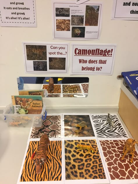 Safari Animal Theme Preschool, Big Cats Preschool Activities, Grasslands Preschool Activities, Wild Animals Eyfs Activities, Zoo Science Preschool, Jungle Week Preschool, Animals Reggio Emilia, Camouflage Activities For Preschoolers, Jungle Centers Preschool