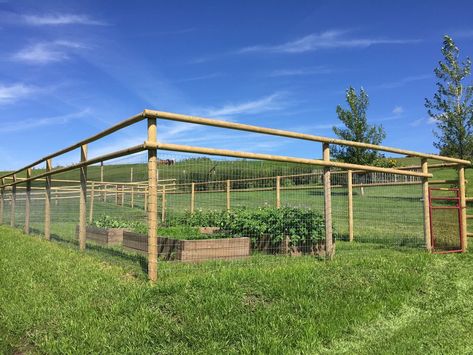 Garden Deer Fence Ideas, Deer Fence Ideas, Garden Deer Fence, Deer Fencing, Deer Garden, Fenced Vegetable Garden, Deer Fence, Backyard Garden Layout, Fencing Ideas