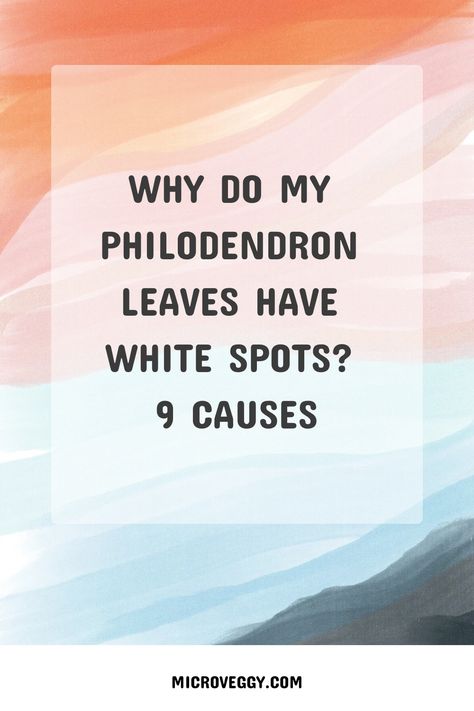 Why Do My Philodendron Leaves Have White Spots? 9 Causes Chemical Burn, Philodendron Plant, Insecticidal Soap, Spider Mites, Nutrient Deficiency, Powdery Mildew, Environmental Factors, Water Quality, Fertility