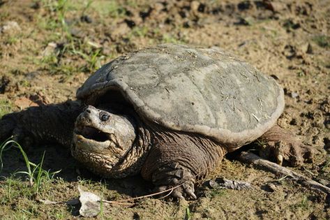 The common snapping turtle (Chelydra serpentina) is a large freshwater turtle of the family Chelydridae. Its natural range extends from southeastern Canada, southwest to the edge of the Rocky Mountains, as far east as Nova Scotia and Florida. This species and the larger alligator snapping turtles are the only Macrochelys species in this family found in North America (though the common snapping turtle, as its name implies, is much more widespread). (Source: Wikipedia, '', http://en.wikipedia.org/ Baby Ball Python, Common Snapping Turtle, Turtle Illustration, Freshwater Turtles, Alligator Snapping Turtle, Science Communication, Snapping Turtle, Habitat Destruction, Reptile Habitat