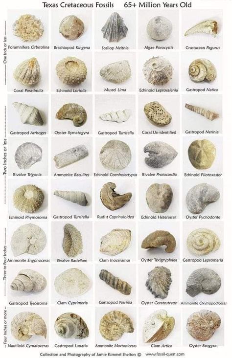 Sea Fossils, Dot Painting Tools, Rocks And Fossils, Fossilized Coral, Fossil Coral, Marine Biology, Shark Teeth, Marine Animals, Rock Hounding