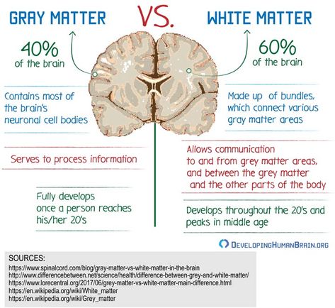 gray matter vs white matter Grey And White Matter Brain, Grey Matter Brain, White Matter In Brain, Brain Anatomy And Function, Psychology Notes, Grey Matter, Brain Structure, Mental Development, Brain Facts