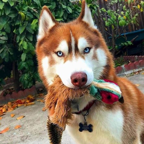 Husky Grooming, Caine Husky, Red Husky, Alaskan Husky, Cute Husky, Husky Lover, Siberian Husky Dog, Siberian Huskies, Australian Shepherds