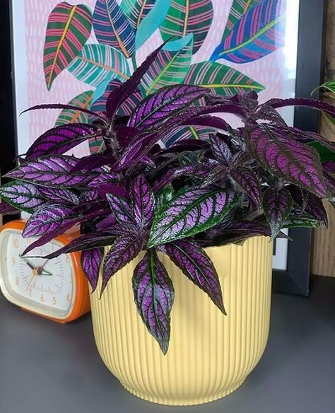 Persian Shield is a breathtaking houseplant that captivates with its brilliant purple leaves, accented by shimmering silvery patterns. The unique hue comes from microscopic hairs on the foliage, creating an almost magical effect as light dances across its surface. Placing this striking plant in your space can instantly elevate the atmosphere, making it a conversation starter and an eye-catching centerpiece for any room. Its enchanting colors invite admiration while adding character to your home garden collection. Persian Shield Plant, Adding Character To Your Home, Persian Shield, Almost Magical, Purple Leaves, نباتات منزلية, Plant Magic, Pink Plant, Edible Landscaping