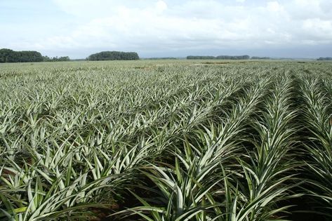 Pineapple farm. Shot of a pineapple farm #Sponsored , #advertisement, #Ad, #Pineapple, #Shot, #pineapple, #farm Pineapple Farm, Recipe Images, Stock Photography Free, Pineapple, Stock Images, Herbs, Nutrition, Stock Photos