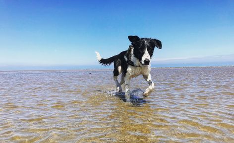 Leia the border collie ................ #Leia #dog #puppy #beach #swim #summer #live #cute #happy #border #collie #bordercollie #sky #photo #photography #photographer #water #ocean Border Collie Swimming, Swim Summer, Border Collie Puppies, Sky Photo, Water Ocean, Beach Swim, Cute Happy, Dog Puppy, Border Collie