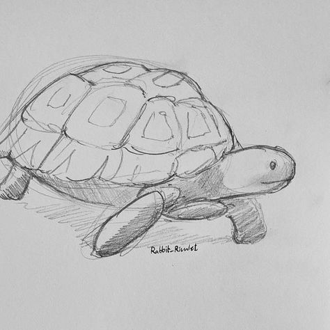 Realistic Turtle Drawing, Turtle Doodle, Turtle Sketch, Cute Bob, Turtle Drawing, Instagram Drawing, Daily Drawing, Doodle Sketch, Sketches Easy