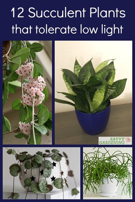 Low Light Succulents: 12 Choices to Grow in Your Home or Office Plants For Low Light, Low Light Succulents, Beautiful Succulents, Holiday Cactus, Zebra Plant, Sunny Window, Planting Plan, Propagating Succulents, Inside Plants