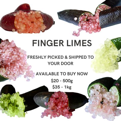 Finger Limes Fresh Finger Limes, Avocado Salads, Finger Lime, Limes, Seafood, Avocado, Ice Cream, Salad