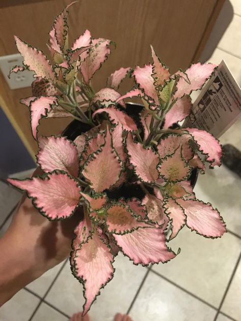 Fittonia verschaffeltii / albivenis /  argyroneura  'Frankie' (aka 'Pink Crinkle'?) Nerve Plant, Dolls House Interiors, Healthy Living Lifestyle, Fall Wreath, Indoor Plants, House Plants, Plants, Pink, Home Decor