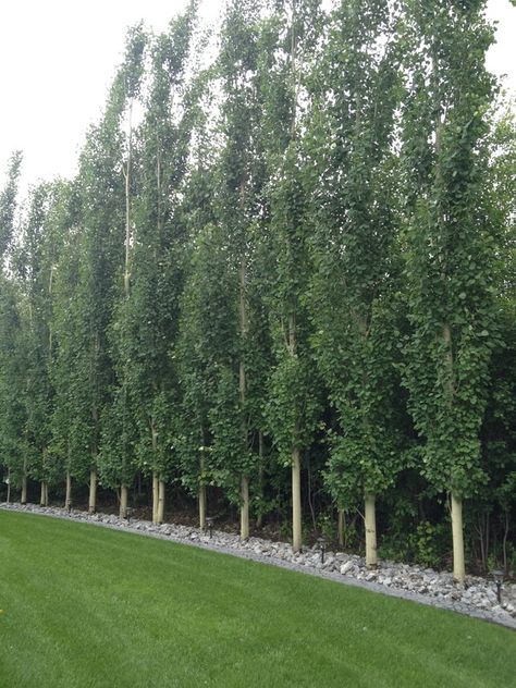 Trees Top View, Privacy Trees, Backyard Trees, Columnar Trees, Privacy Landscaping, Backyard Privacy, Fast Growing Trees, Garden Shrubs, Fence Landscaping