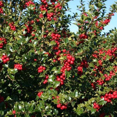 Three Holly Species Bred into One! Winter Shrubs, Shrubs For Privacy, Privacy Trees, Holly Tree, Foundation Planting, Garden Shrubs, Evergreen Trees, Evergreen Shrubs, Drought Tolerant