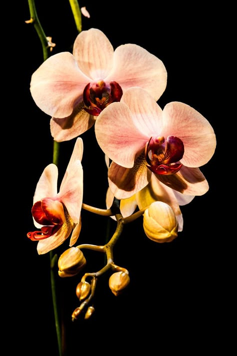 Orchid Flowers - Fine Art Prints by Marc G.C. Photography Colorful Flower Photography, Flowers Art Reference, Dark Orchid Aesthetic, Orchid Flower Photography, Orchid Flower Aesthetic, Orchids Aesthetic, Flower Portrait Photography, Flowers To Print, Orchids Photography