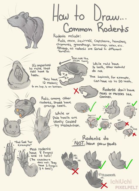 Rat Feet Drawing, How To Draw Mouse, How To Draw Rat, Mice Reference, Rat Drawing Reference, How To Draw Anthropomorphic Animals, Mice Drawing, Mouse Reference, Rattus Rattus