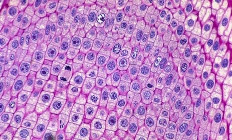 Human Skin Cells Microscopic Cells, What Is Stem, Human Tissue, Microscopic Photography, Cord Blood Banking, Microscopic Images, Lab Rats, Stem Cell Therapy, Microscopes