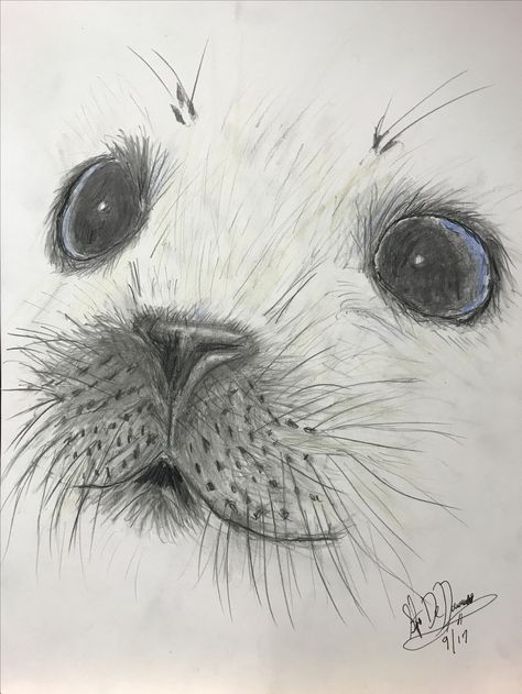 Cute Seals Drawing, Seals Drawing, Sea Animal Sketches, Sea Animal Paintings, Cute Seal Drawing, Seal Sketch, Fabre Castell, Seal Drawing, Beast Drawing