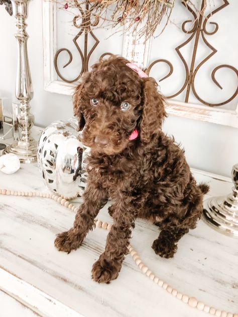 Chocolate Poodle Standard, Chocolate Standard Poodle, Brown Standard Poodle, Standard Poodle Puppy, Chocolate Poodle, Dog Doodle, Poodle Puppy Standard, Poodle Puppy, Standard Poodle