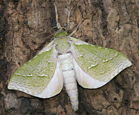 Puriri moth » Manaaki Whenua Puriri Moth, Nz Birds, Bug Tattoo, Moth Caterpillar, Cool Bugs, Butterfly Images, Beautiful Bugs, Wild Creatures, Butterfly Theme