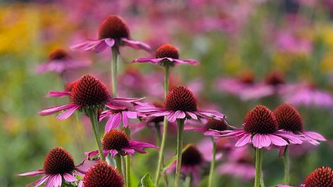 Coneflower Seeds, Saving Seeds, Flowers To Grow, Drought Tolerant Perennials, Best Perennials, Garden Nursery, Hardy Perennials, Garden Items, Deciduous Trees