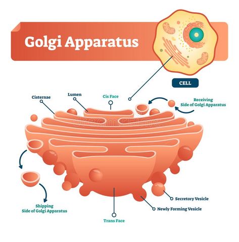 Golgi Apparatus, Healthcare Illustration, Cell Project, Biology Diagrams, Ideas Notes, Cells Project, How The Universe Works, Middle School Science Experiments, A Level Biology