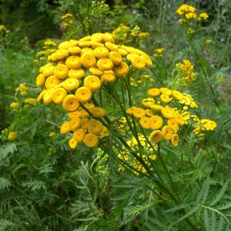 Common Tansy (Tanacetum vulgare ... Tansy Flower, Plants That Repel Flies, Maine Garden, Poison Garden, Peaceful Garden, Fly Repellant, New Garden, Companion Planting, Veggie Garden