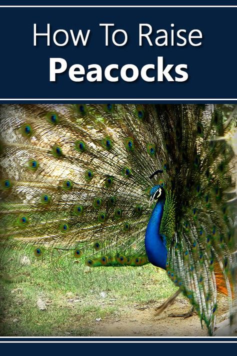 How To Raise Peacocks Peacock Care, Raising Peafowl, Raising Peacocks, Rancher Life, Pea Fowl, Peacock Eggs, Peacock Flying, Farm Facts, Homestead Lifestyle