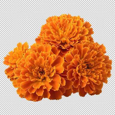 Marigold Reference, Marigolds Flower, Flower Png Transparent, Flowers Marigold, Parrot Wings, Herbalife Nutrition Club, Marigold Flowers, Nutrition Club, Png Aesthetic