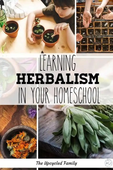 Looking for fun ways to supplement your child’s homeschool learning? Why not learn herbalism in your homeschool. I am sharing some fun and simple ways to learn all about herbalism in your homeschool. #homeschool #learningherbalism #homeschooling #curriculum #resources #tips #activities #theupcycledfamily Homeschool Birthday Ideas, Diy Homeschool Curriculum, Homeschool Gardening Curriculum, Slow Living Homeschool, August Homeschool Themes, Homestead Homeschool Curriculum, Activities For Homeschool Kids, Homeschool Party Ideas, Cottagecore Homeschool Room