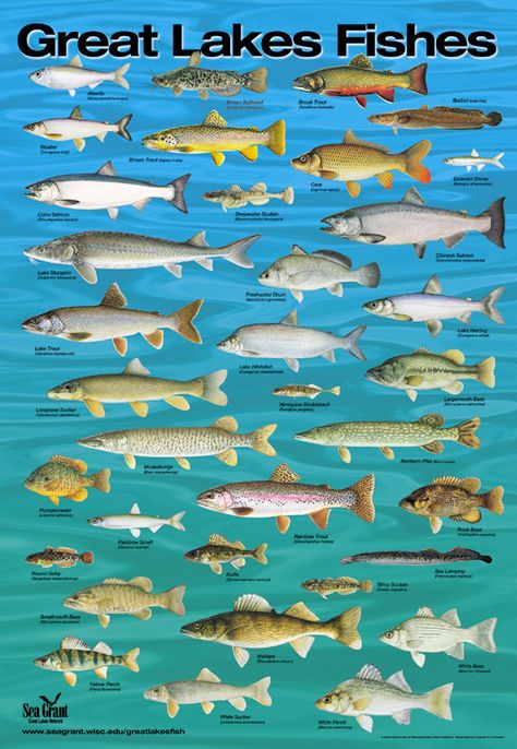 Great Lakes species: How many have you caught? Michigan Fishing, Fish Chart, Fish Species, Michigan Travel, The Great Lakes, Lake Huron, Lake Fishing, Types Of Fish, Freshwater Fishing