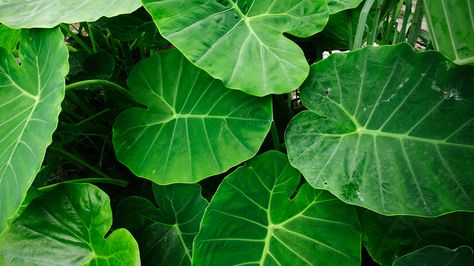 Taro Leaves: Nutrition, Benefits, and Uses Elephant Ear Bulbs, Taro Plant, Elephant Plant, Planting For Kids, Alocasia Plant, Elephant Ear Plant, Elephant Ears, Edible Plants, Foliage Plants