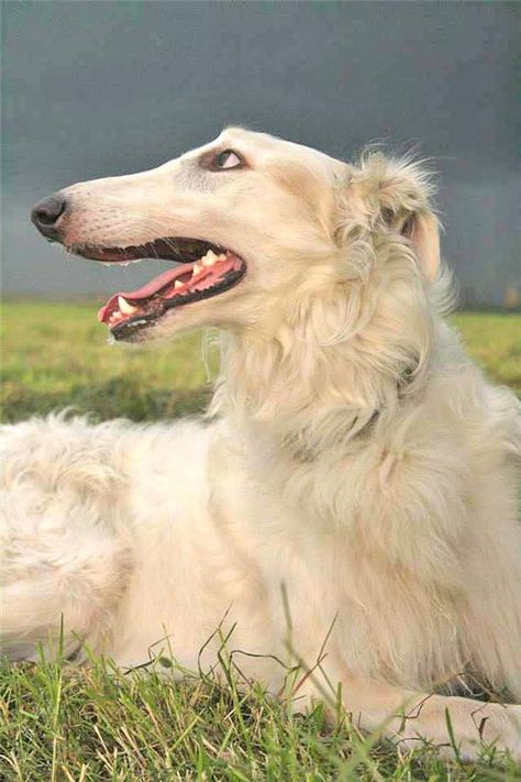 White Borzoi, Dog Borzoi, Alsatian Dog, Russian Wolfhound, Borzoi Dog, Goofy Dog, Dog White, Animal Study, Canine Art