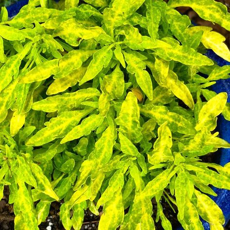 Plant database entry for Coleus (Coleus scutellarioides FlameThrower™ Salsa Verde) with 5 images and 21 data details. Common Names, Plant Information, 5 Image, Salsa Verde, House Plants, Perennials, Herbs, Plants