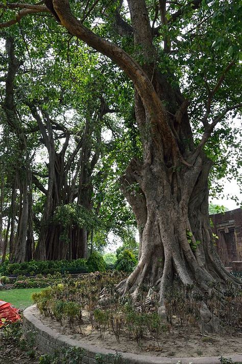 Pipal Tree, Garden Supports, Peepal Tree, Eco Garden, Village Photos, Farm Projects, Sacred Tree, Bodhi Tree, Organic Bedding