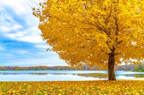 Japanese Lilac Tree, Japanese Lilac, Hickory Tree, Elm Tree, Lilac Tree, Crabapple Tree, Chestnut Trees, Japanese Maple Tree, Dogwood Trees