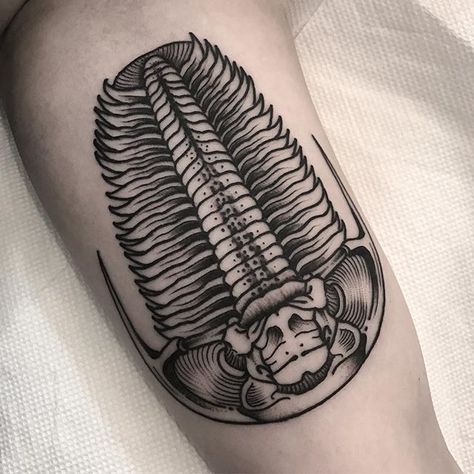 Trilobite done on my love 🌮 @ensignsuder thanks Love colour next time yeah? 😭😭😭 @gristletattoo #trilobite #fossil #fossiltattoo Trilobite Tattoo, Geology Tattoo, Dinosaur Tattoos, Trilobite Fossil, Bad Tattoos, B Tattoo, E Tattoo, Symbol Tattoos, Matching Tattoo