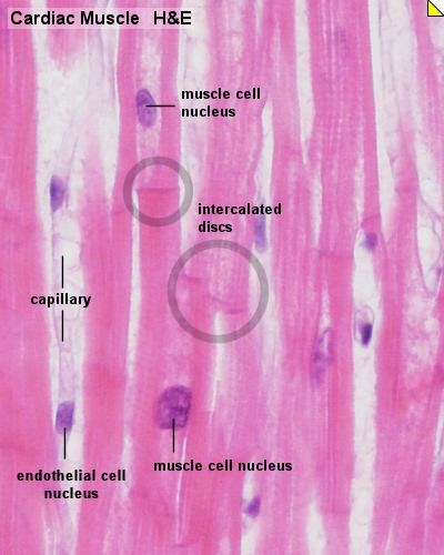 Heart Histology, Cardiac Muscle Cell, Loose Connective Tissue, Cardiac Muscle, Histology Slides, Vet Medicine, Medical Laboratory Science, Medical School Motivation, Medical School Inspiration