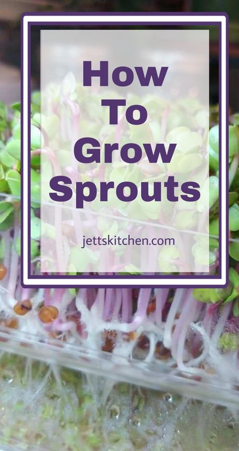 Grow sprouts in as liitle as three days. Step-by-step instructions for growing successful and healthy sprouts. Grow Bean Sprouts, How To Grow Sprouts, Grow Sprouts, Green Witchery, Seed Sprouter, Growing Sprouts, Beginner Gardening, Alfalfa Sprouts, Cottage Witch