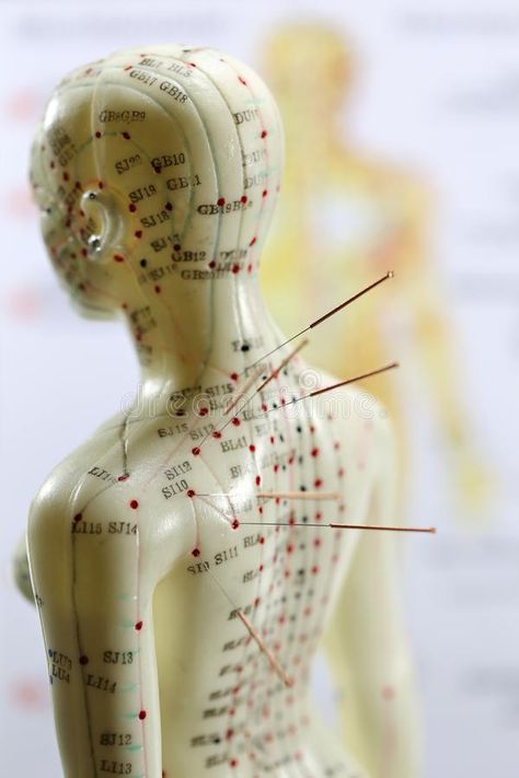 Acupuncture model royalty free stock photos Holistic Therapy, Reflexology Chart, Holistic Therapies, Body Energy, Reflexology, Chinese Medicine, Acupressure, Improve Health, Acupuncture