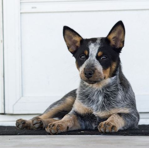 American Cattle Dog, Animal Wallpaper Aesthetic, Red Heeler Dog, Pfp Dog, Herding Dogs Breeds, Smartest Dogs, Blue Heeler Dogs, Easiest Dogs To Train, Red Heeler