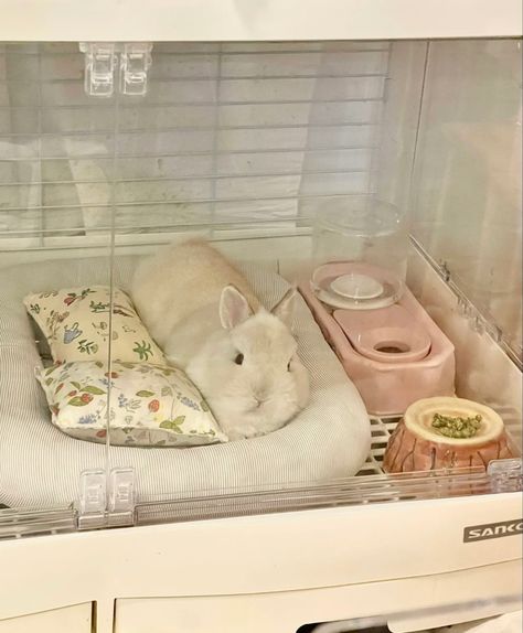 Cat Cage Aesthetic, Small Rabbit Cage, Bunny Accessories Pet, Bunny Pet Aesthetic, Bunny In Bedroom, Pet Bunny Aesthetic, Bunny Habitat Indoor, Bunny Room Ideas, Pet Bunny House